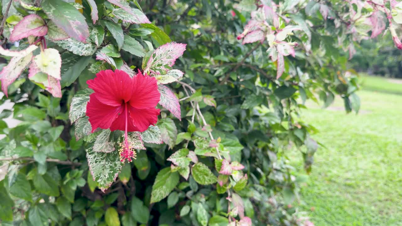 Un vivace fiore di ibisco rosso ondeggia dolcemente su un arbusto variegato nella morbida luce del giorno