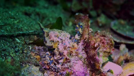 southern blue-ringed octopus hapalochlaena maculosa 4k 25fps