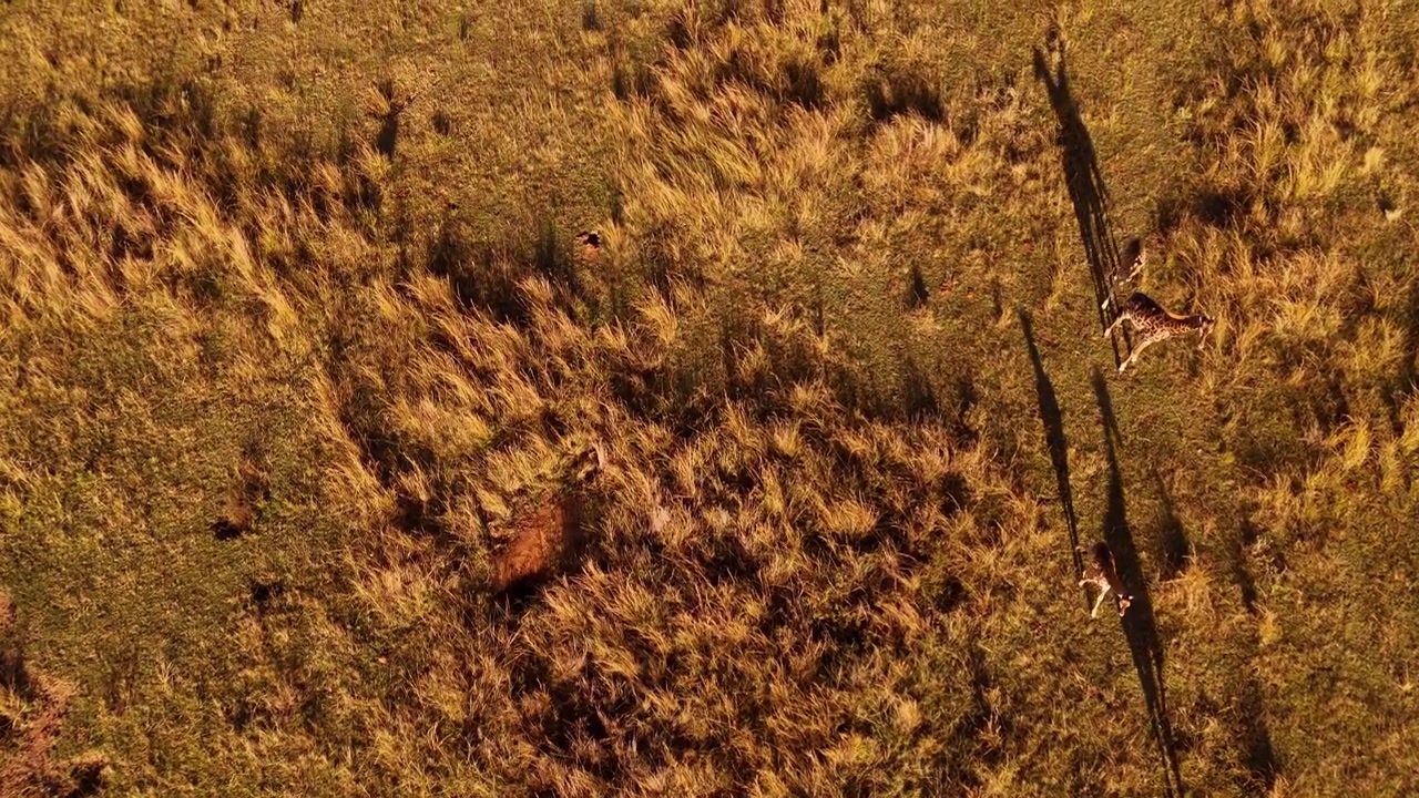 Drone view of giraffe family crossing grassland with long sunset shadows