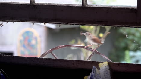 un reyezuelo carolina entra por una ventana con comida para sus polluelos