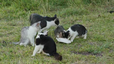 Straßenkatzen-Im-Park