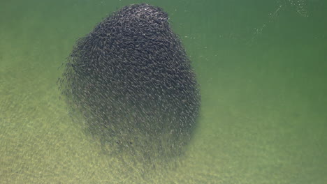 Close-up-drone-shot-of-bait-ball-formed-in-clear-ocean-waters,-epic-aerial-shot-of-school-of-fish