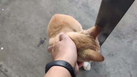 a man was stroking and pampering a street cat by hand