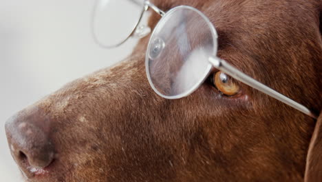 dog wearing glasses