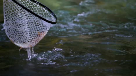 close-up of stream fish in a beckman net caught in a stream water 4k