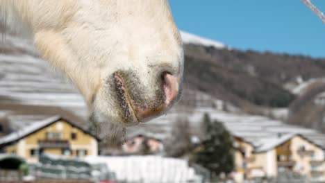 detail of mouth of a horse with houses, snow and mountains in background