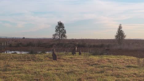 open grassland with scattered kangaroos under early sun and long shadows in rural outback, slow motion