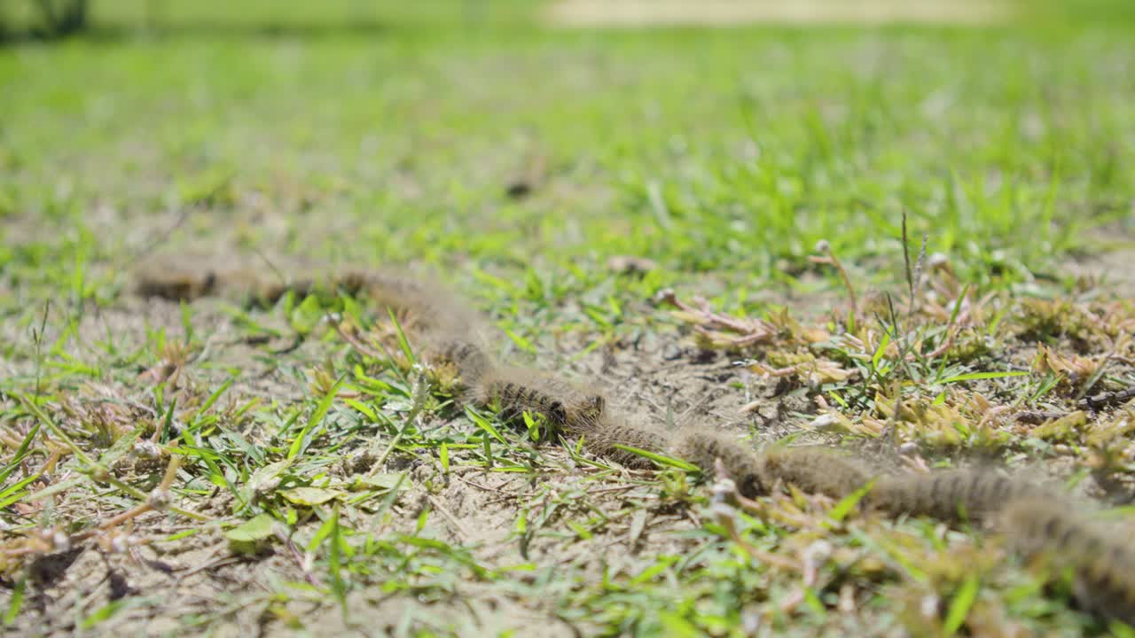 소나무 행렬 나방 콩가 라인
