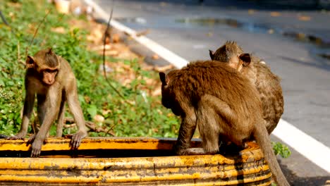 monkeys caught a frog in a bowl of water and play with it. thailand