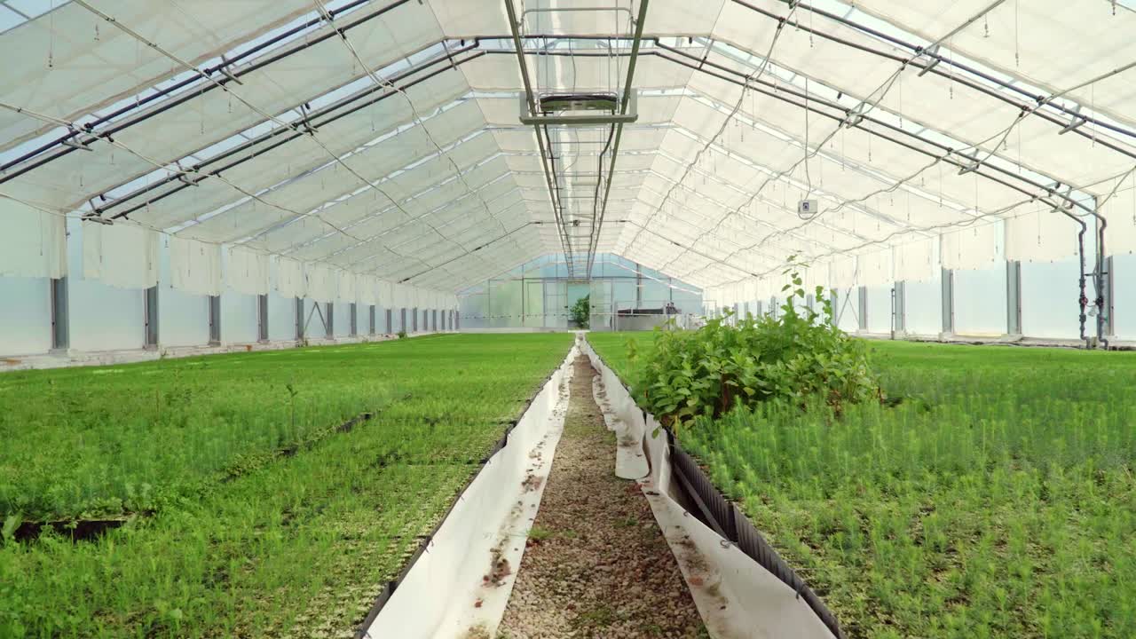gran invernadero de vidrio para el cultivo de plantas y plántulas.