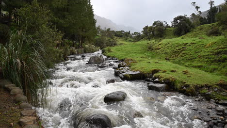 river flowing in the middle of woodland of ecuador