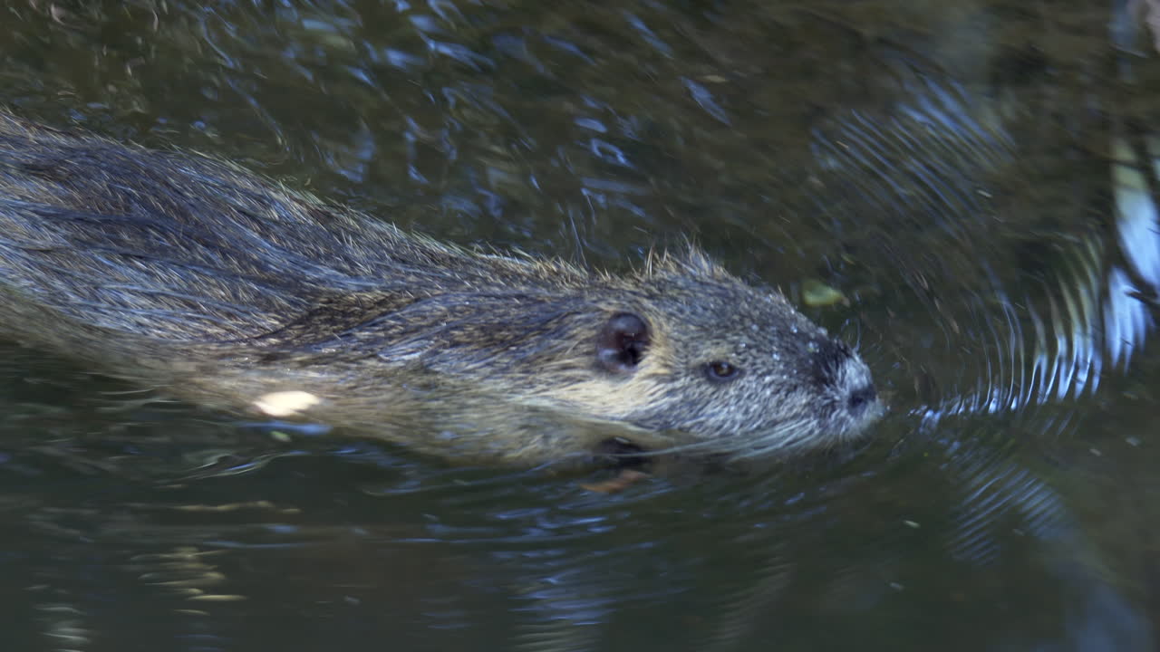 tiro de seguimiento de castor nadando en el arroyo, buceando bajo el agua, cámara lenta
