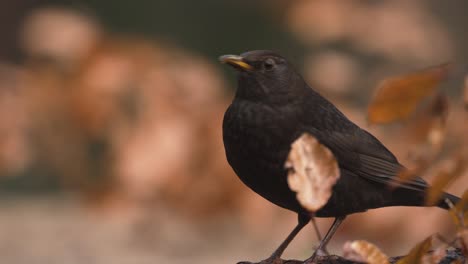 alert female blackbird in golden brown autumn colors freeze and look in camera