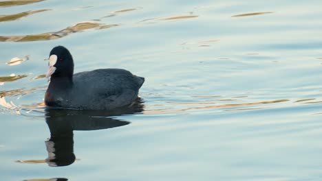 Australisches-Blässhuhn,-Das-Driftweed-Auf-Einem-Ruhigen-Wasser-Eines-Teiches-Isst