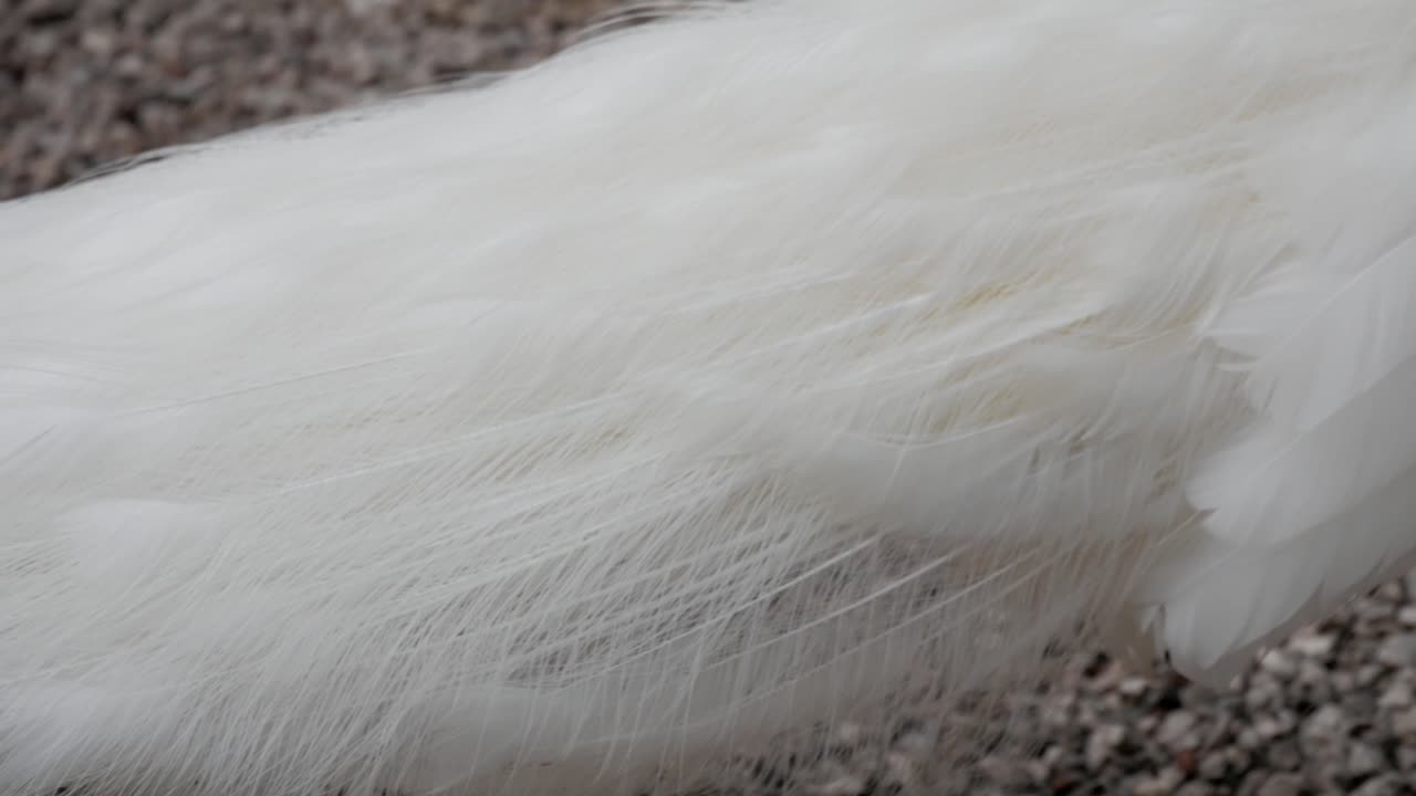 Hvide fjer på grus ved Huerto del Cura, Elche, Spanien, fredfyldt miljø