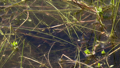 one week old tadpoles feed together in a pool of algae on a sunny day