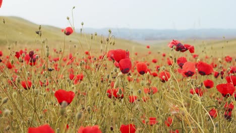 Amapola,-Cualquiera-De-Varias-Plantas-Con-Flores-De-La-Familia-De-Las-Amapolas,-Especialmente-Especies-Del-Género-Papaver