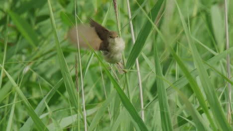 pequeño pájaro en el campo de hierba