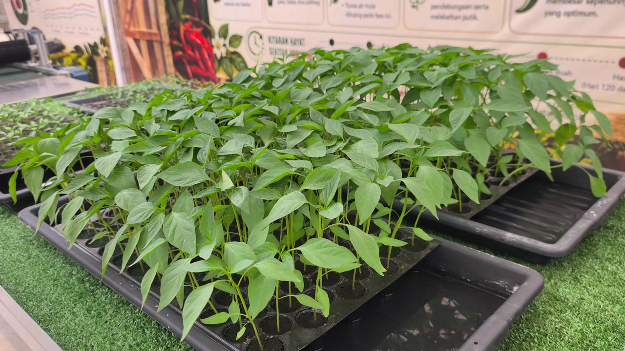 Plántulas jóvenes de chile brotan dentro de una bandeja de semillero negra. Estos brotes saludables están listos para ser trasplantados a contenedores más grandes para fomentar su crecimiento