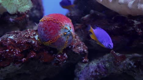 sea apple is the common name for the colorful and somewhat round sea cucumbers of the genus pseudocolochirus, found in indo-pacific waters.