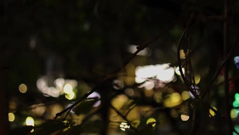 bokeh lights shimmer behind silhouetted leaves