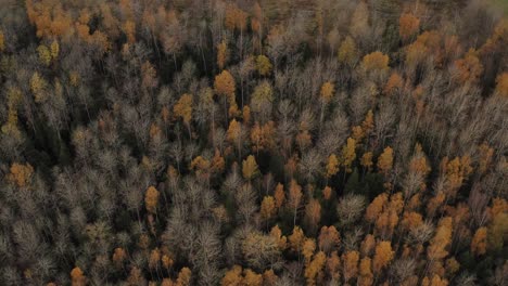 Aerial-View-of-Colorful-Golden-Autumn-in-Latvia---Aerial-shot