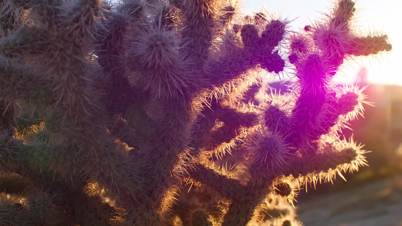 Rami di cactus retroilluminati brillano alla calda luce del sole in un paesaggio desertico al tramonto.