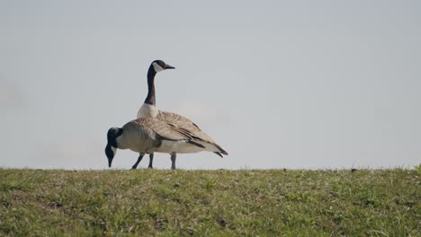 A-shot-of-a-pair-of-Canada-Geese-along-the-shore-of-the-Mountsberg-Reservoir-that-is-located-in-Puslinch,-Ontario