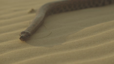 close up of large snake flicking its tongue out hissing while slithering over sand towards the camera in golden desert