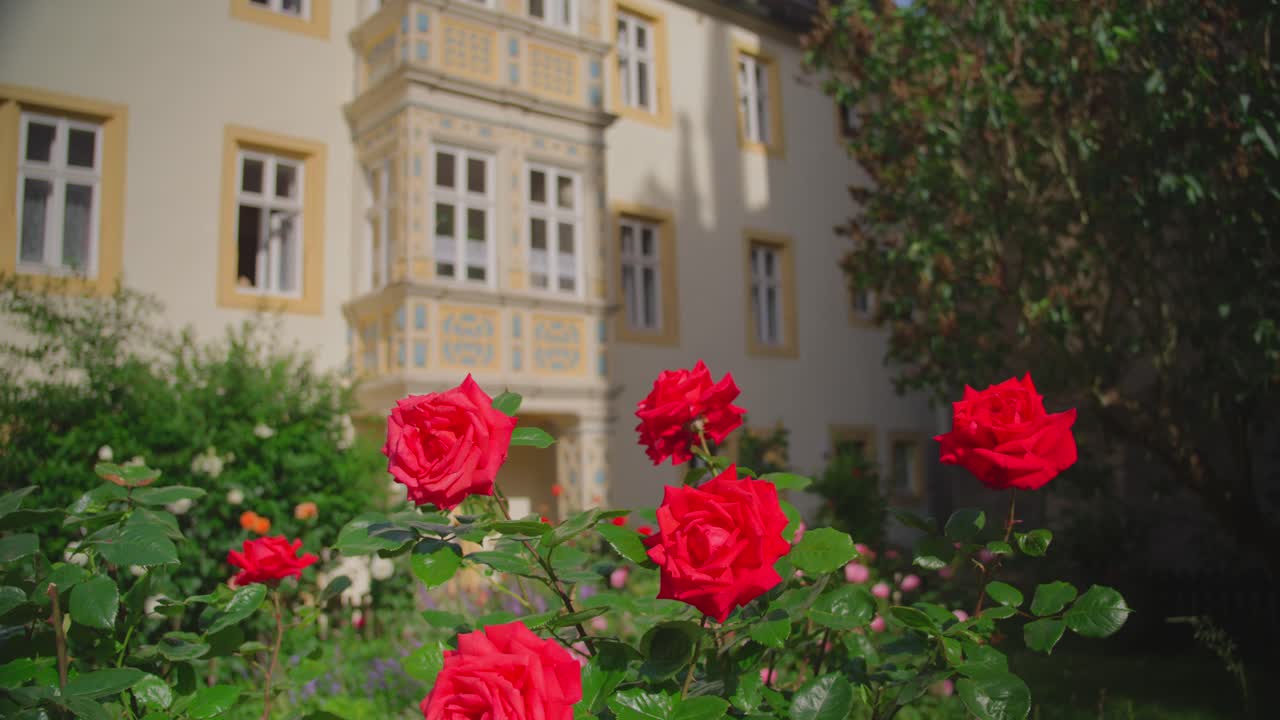 Beautiful red roses blooming in a garden with a historic building in the background in Rothenburg ob der Tauber, Germany