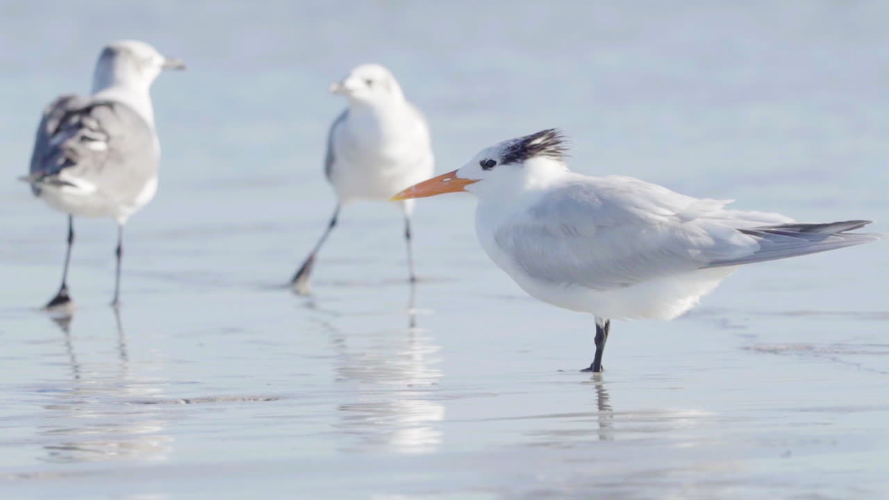 해변 바다에서 백그라운드에서 싸우는 갈매기와 로얄 제비 갈매기