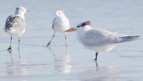 Königsseeschwalbe-Mit-Möwen,-Die-Im-Hintergrund-Am-Strandozean-Kämpfen