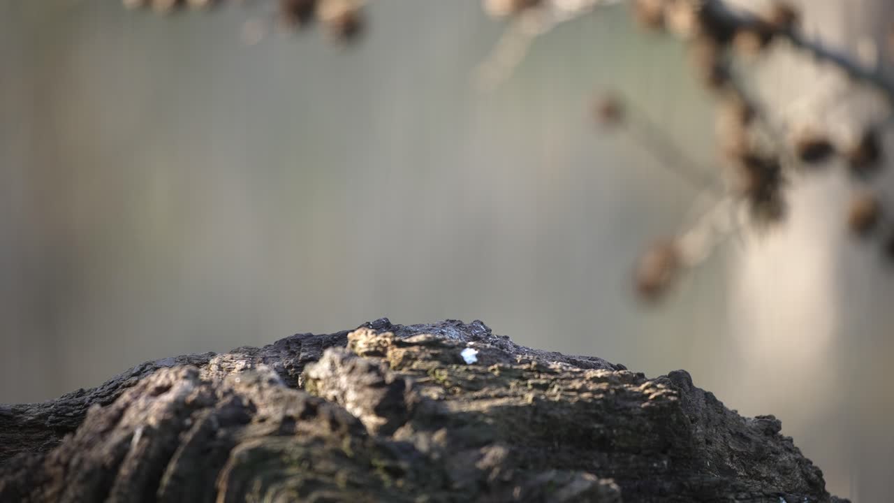 robin de pecho rojo, de cerca, cuadro central profundidad de campo poco profunda, toma estática cinematográfica