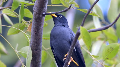 un pájaro myna común azul encaramado en una rama de árbol, oculto detrás de ramas y hojas verdes - cerrar
