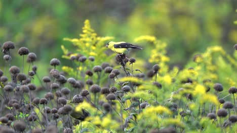 goldfinches eating the seeds of some wild flowers in a meadow