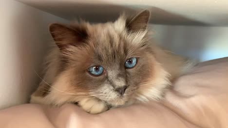 lindo gato birmano blanco con ojos azules del océano sobre una almohada y mirando alrededor