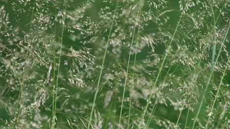 A-pattern-of-Delicate-grasses-swaying-in-the-summer-wind-in-a-meadow-in-Worcestershire,-England