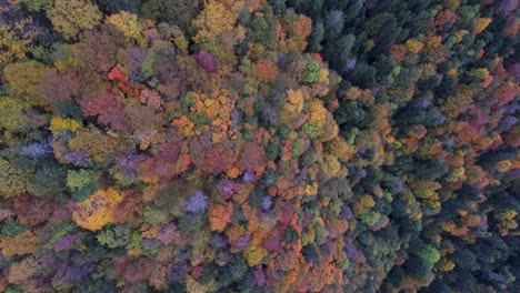 Un-Dron-Vuela-A-Través-De-Las-Nubes-Y-La-Niebla-En-Un-Día-De-Cielo-Gris-Neblinoso-Sobre-Un-Bosque-Alpino-De-Otoño-En-Las-Montañas-Alpinas-De-Francia-Y-Suiza