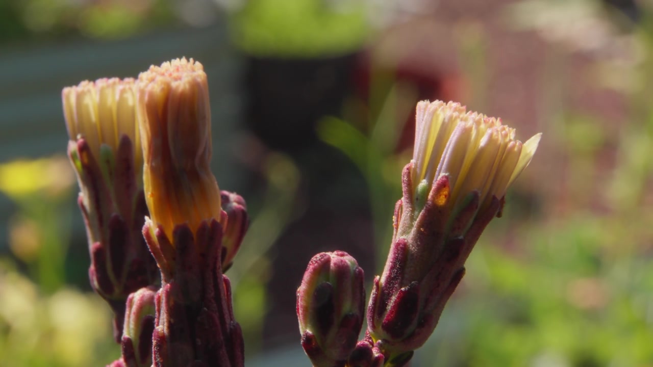 Selada Liar Berbunga Merah (Lactuca hirsuta var. sanguinea) pada Hari yang Cerah. Bidikan Close-up