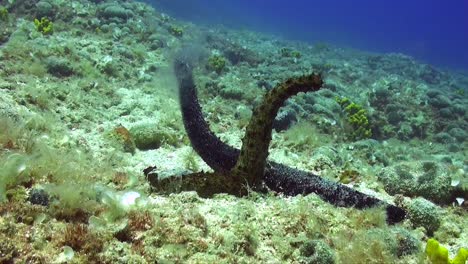 wide angle shot of two sea cucumbers (holothuria tubulosa) mating and spawning