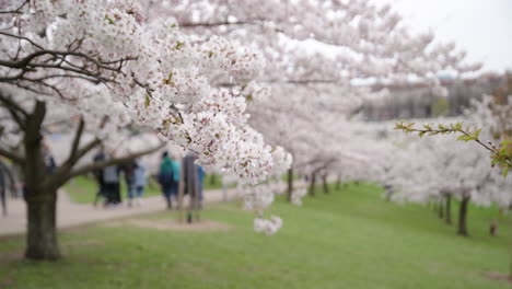wind moves japanese cherry sakura tree branch with people walking in distance