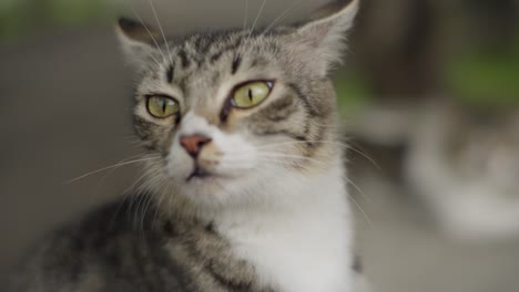 Streunende-Asiatische-Straßenkatze-Verdreht-Ihren-Hals-Und-Drückt-Damit-Neugier-Und-Wahrnehmung-Aus,-Nahaufnahme-Eines-Portraits