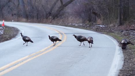 wide shot of turkeys crossing the road