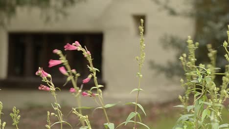 Pink-foxglove-flowers-blow-in-front-of-cottage