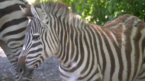 sweet young striped zebra resting with family outdoors in nature during hot summer day,close up