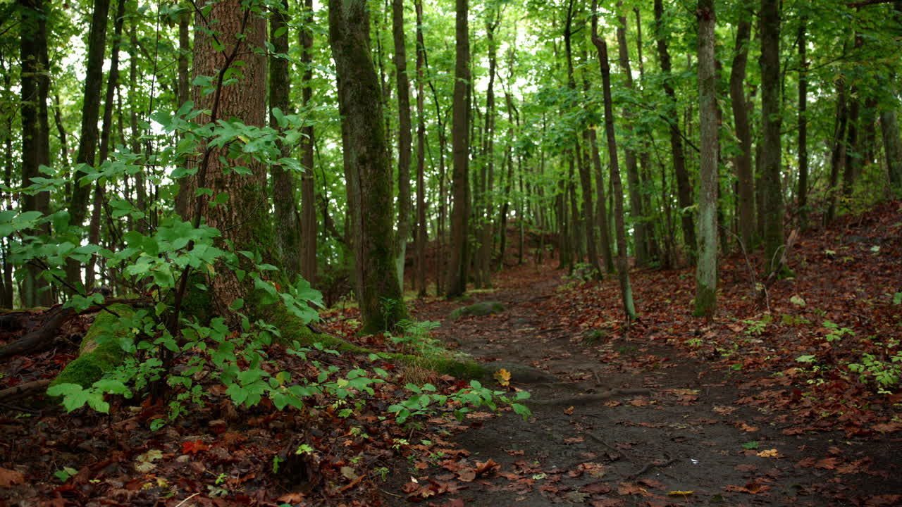 A pathway in the woods and who knows where it leads and the fallen leaves gives a vibrant colors and the sun beams through the trees