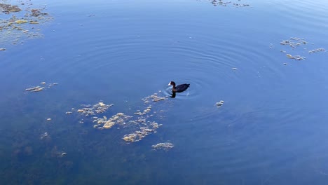 in the video you can see a common coot swimming in a wetland