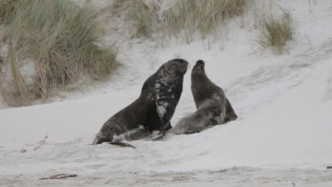 León-Marino-De-Nueva-Zelanda-Adulto-Y-Cachorro-Peleando-En-Las-Dunas-De-Arena-En-La-Bahía-De-Sandfly-En-Dunedin,-Nueva-Zelanda