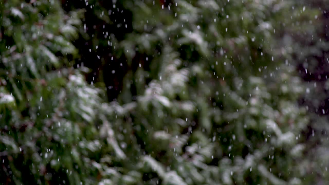 Blurred snow covering on trees as flurries fall scattering in air