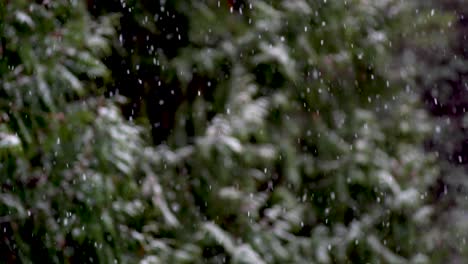 blurred snow covering on trees as flurries fall scattering in air